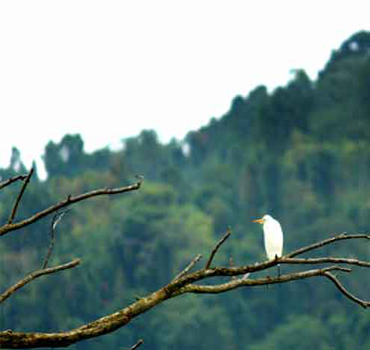 images for bird watching island andaman
